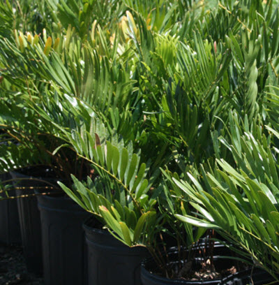 10" Zamia Pumila Coontie Palm